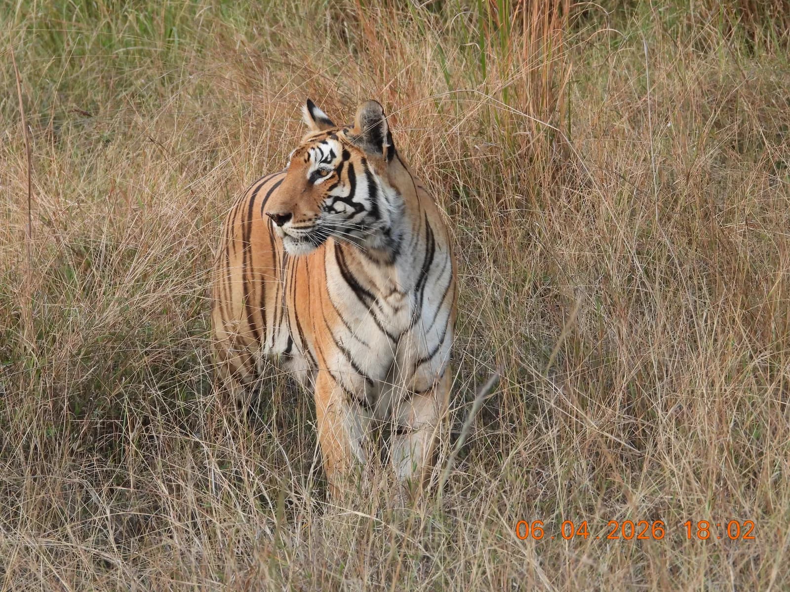 Silent Stride of the Bengal Tiger